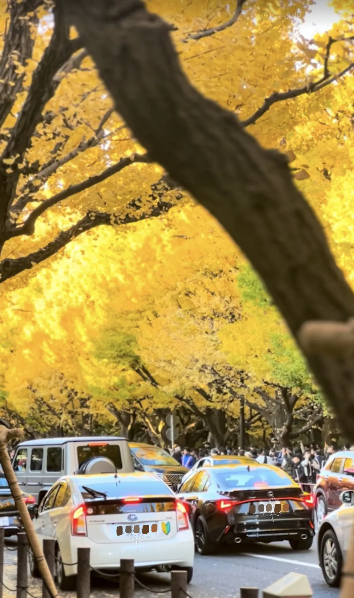 【東京紅葉情報】神宮外苑の銀杏並木11.の画像_2