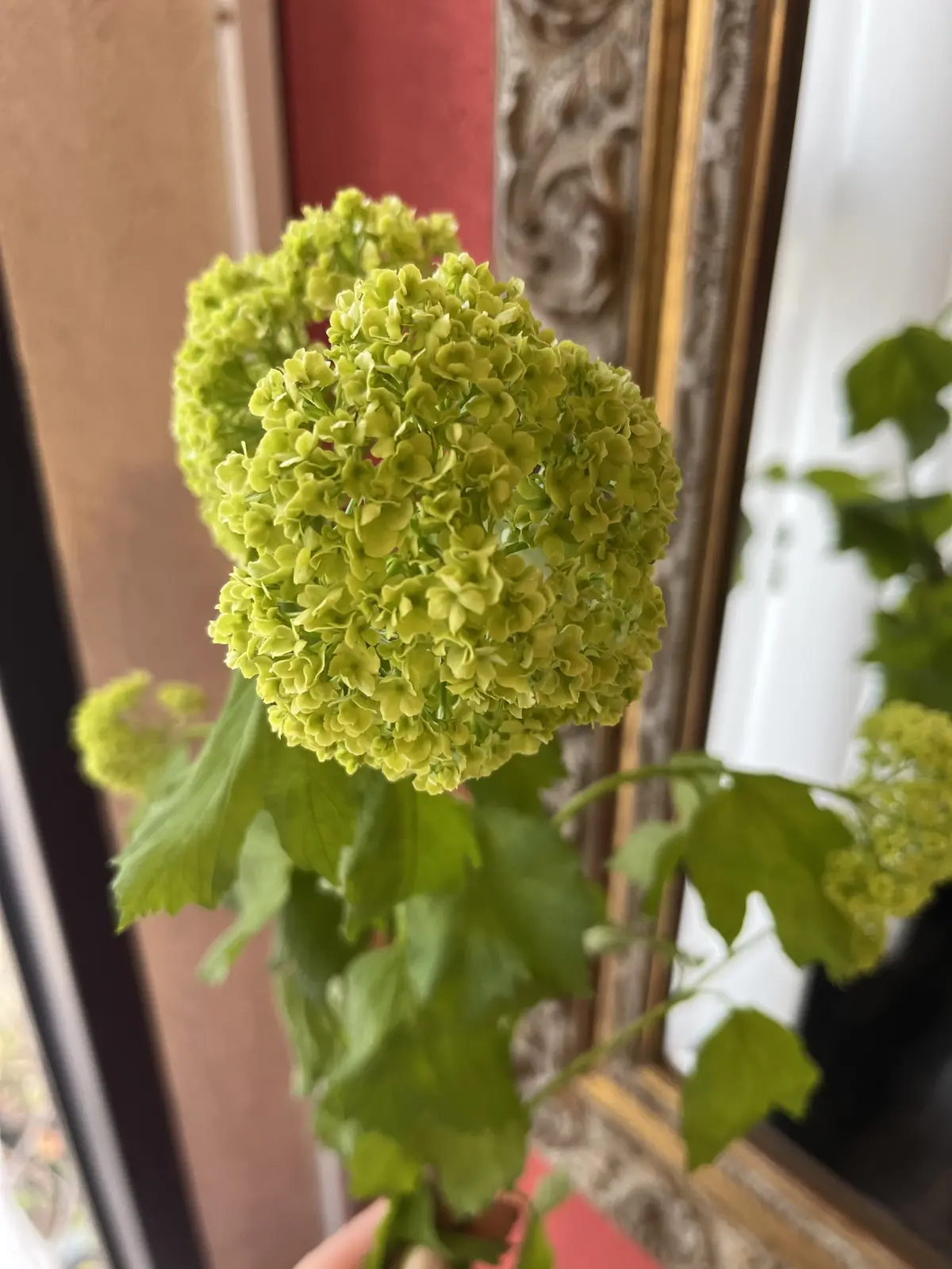 楽しみにしていた桜のブーケを束ねにの画像_8