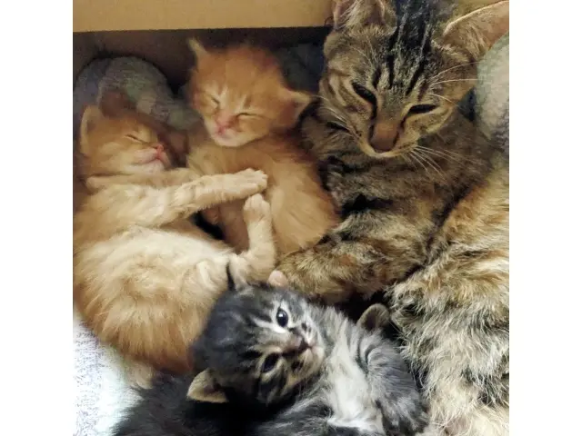 2年前のかわいい親子ショット。HANAの隣にいるのがこゆき。（撮影／福森道歩さん）