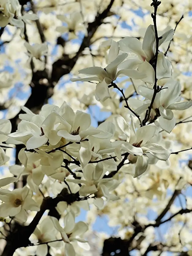 近所のマグノリア