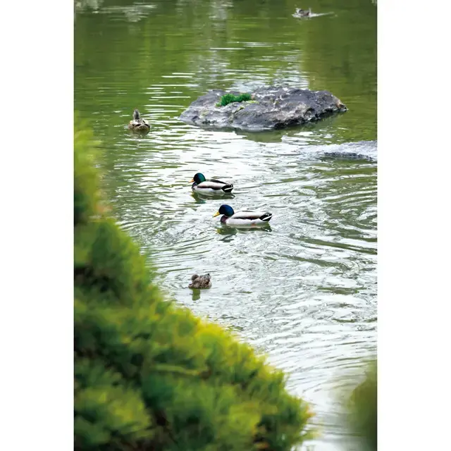 池には季節の鳥が遊び、ぼーっと眺めているだけで、不思議と心が落ち着いてくる。