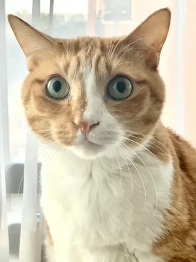 愛猫Kotaro