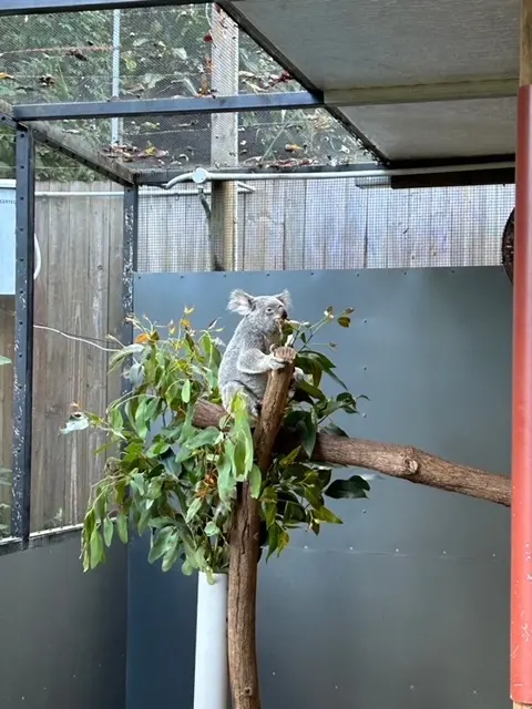 ユーカリの葉を食べるコアラ♡