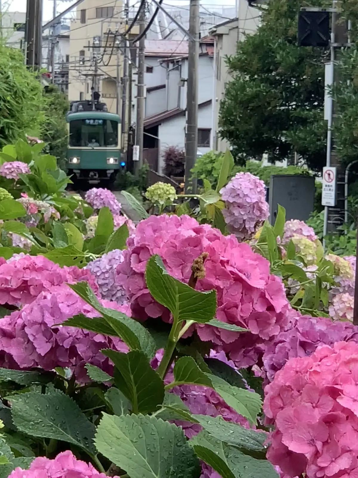 江ノ電とあじさい　アジサイ　御霊神社