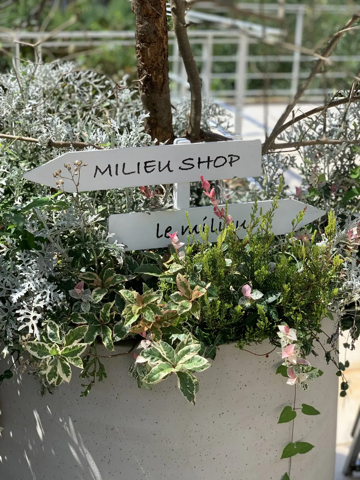 ル・ミリュウ 鎌倉山　鎌倉カフェ　テラス