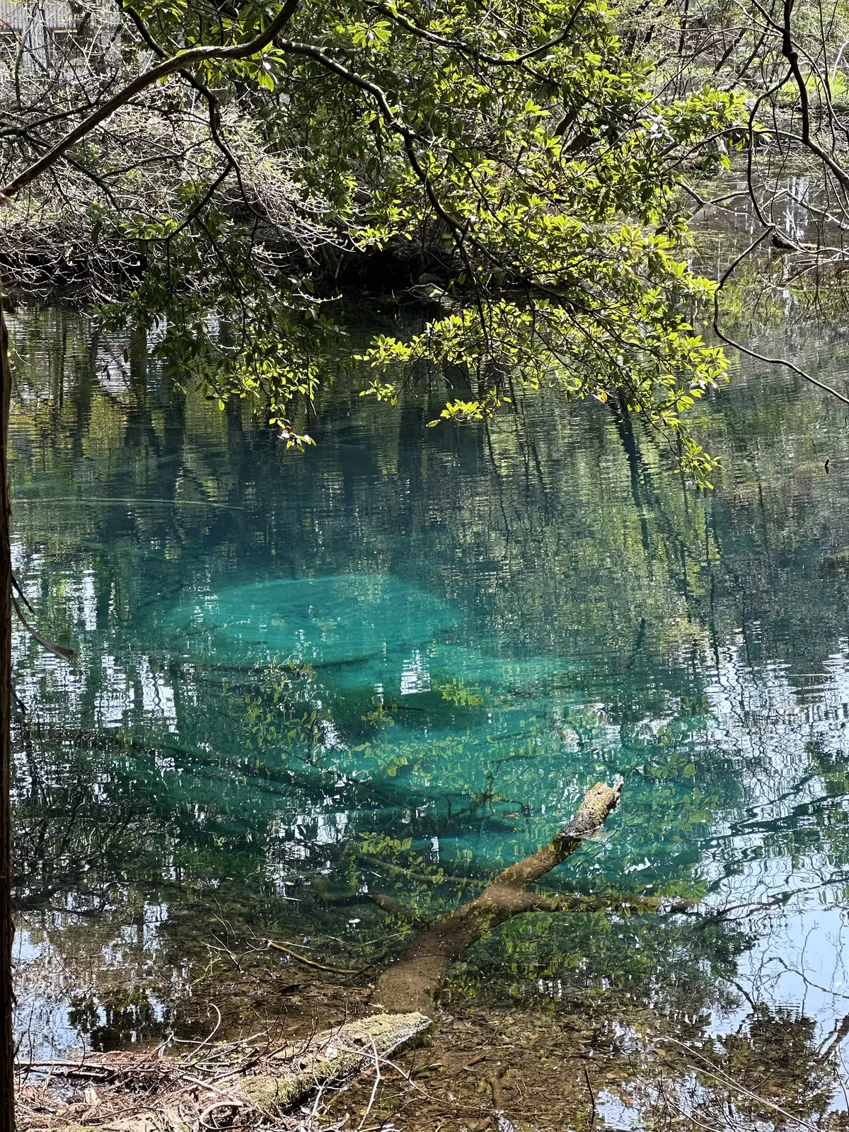 山形最強のパワースポット丸池様へ開運旅行の画像_26