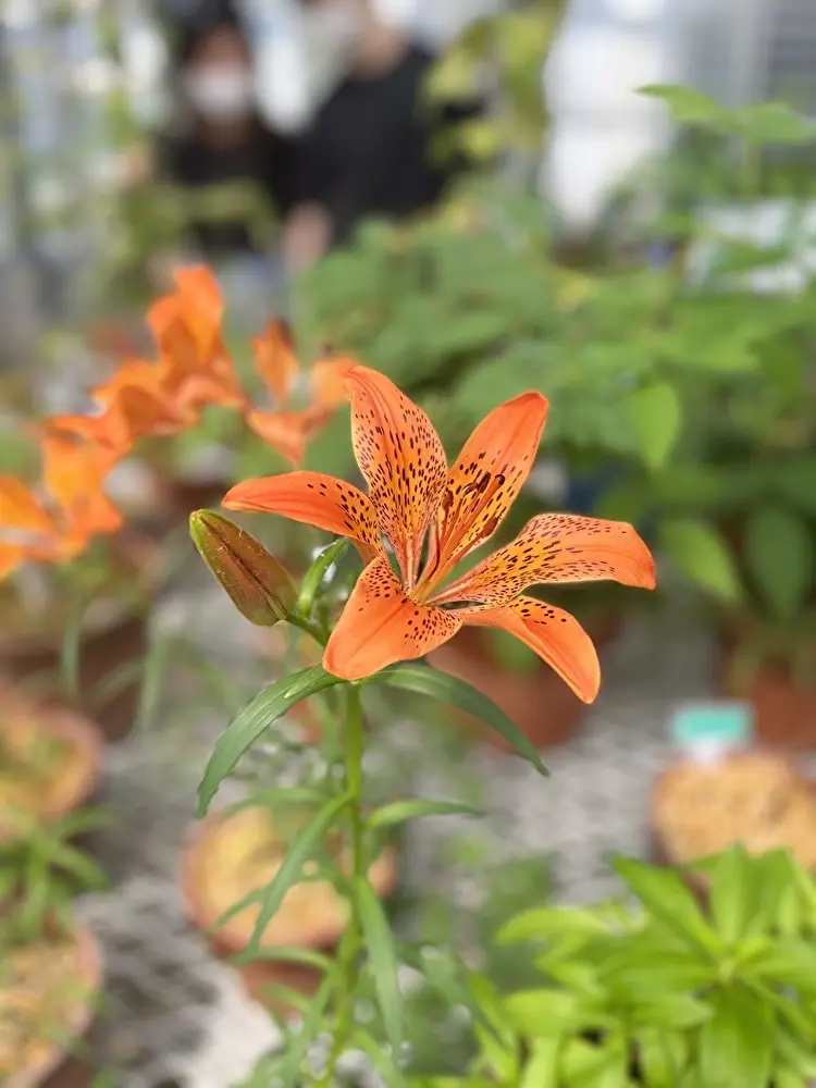 新緑の小石川植物園への画像_5