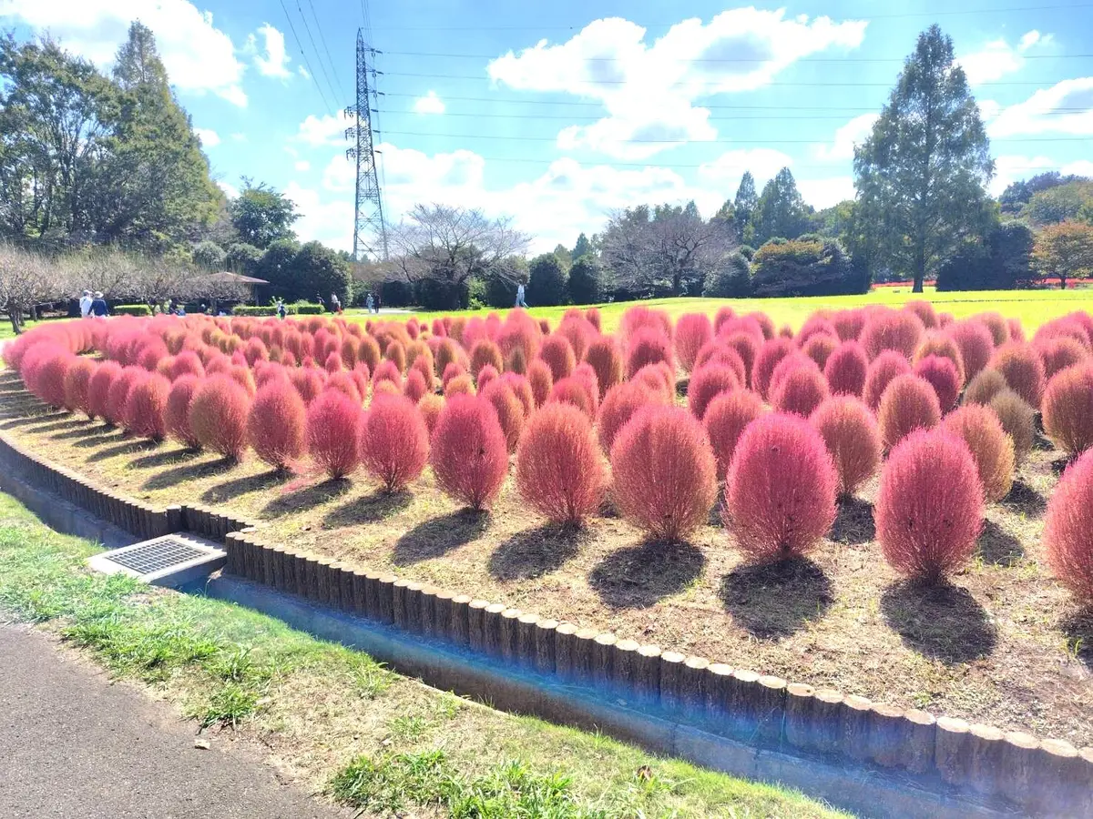 ふらり、コキアの小径への画像_1