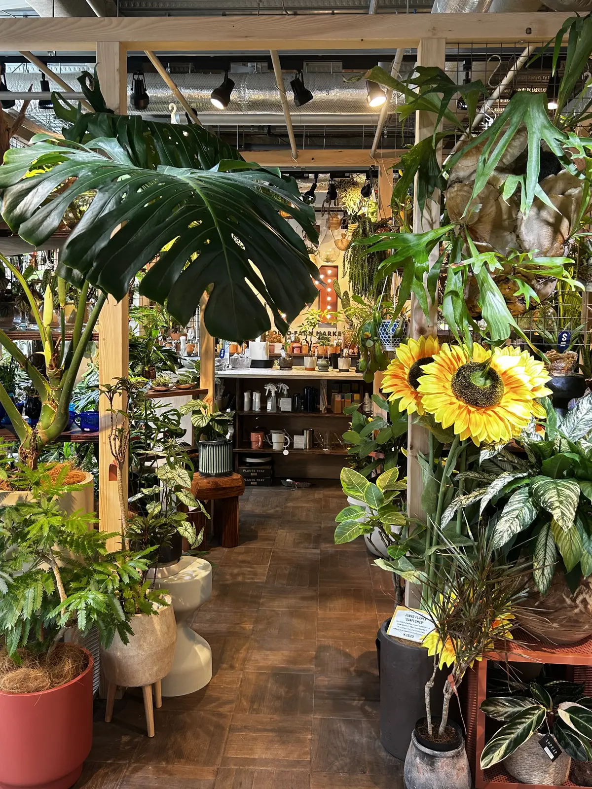 湘南 T-SITE  蔦屋書店　solso farm market　観葉植物