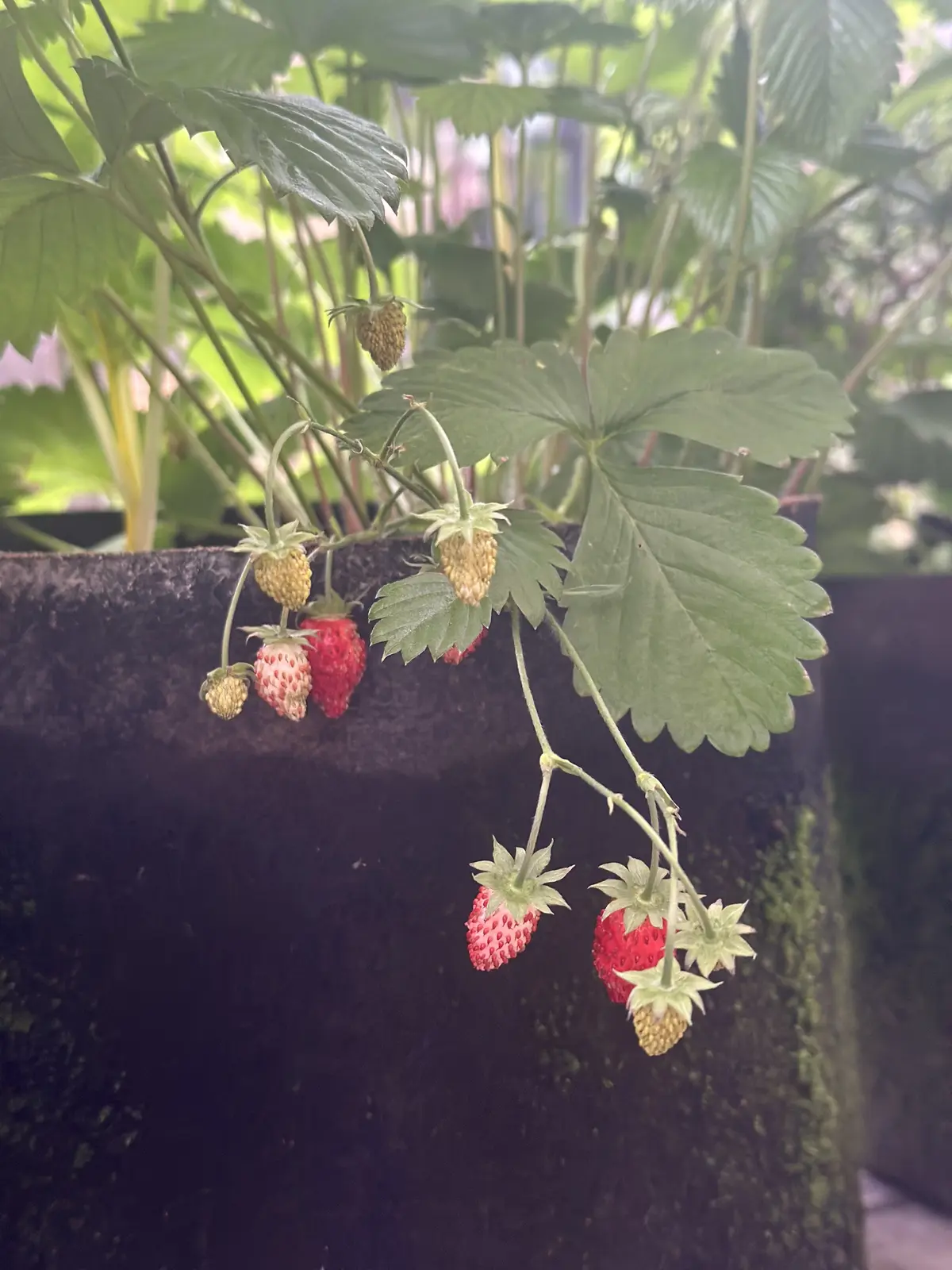 我が家のルーツポーチガーデンの画像_14