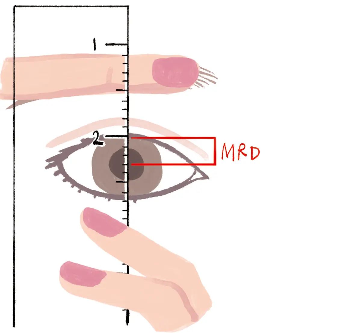 OurAge×Webエクラ　定規を使ってセルフチェック