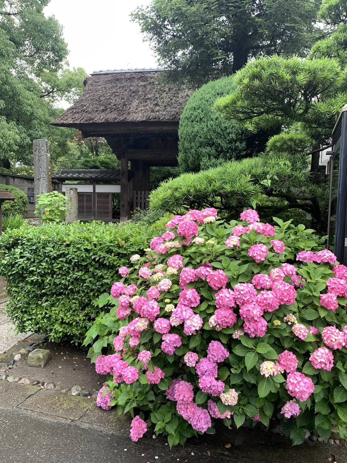 極楽寺　あじさい　紫陽花