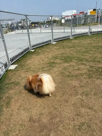 夏休み　湘南初！道の駅「湘南ちがさき」への画像_3