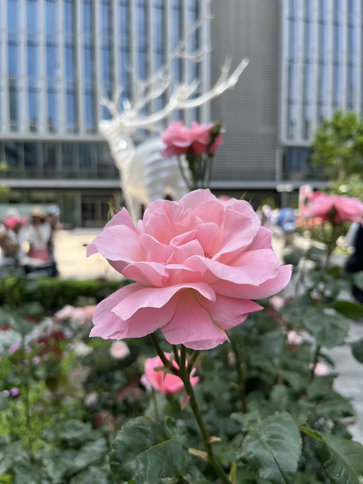 最近の〝花活〟の画像_16