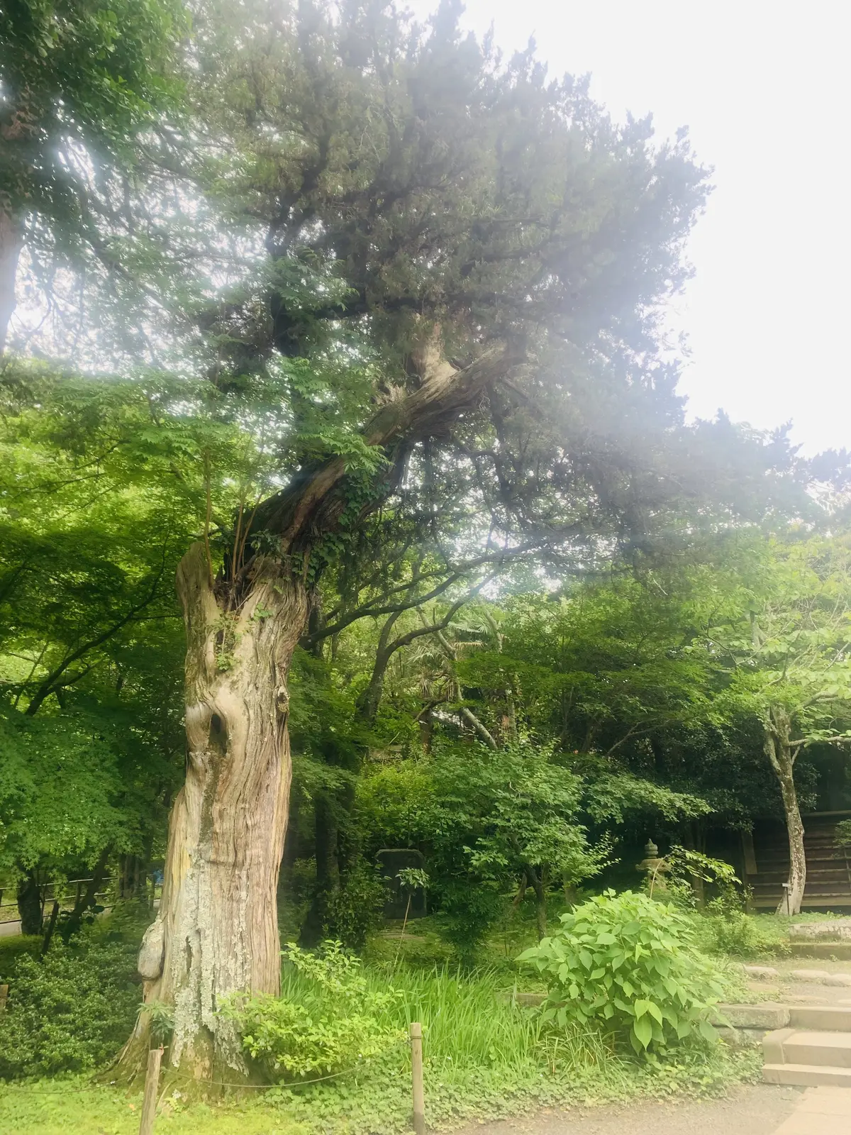 木々の命が息づく浄智寺の境内