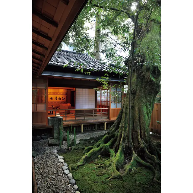 苔むしたスダジイを囲むように建てられた離れ