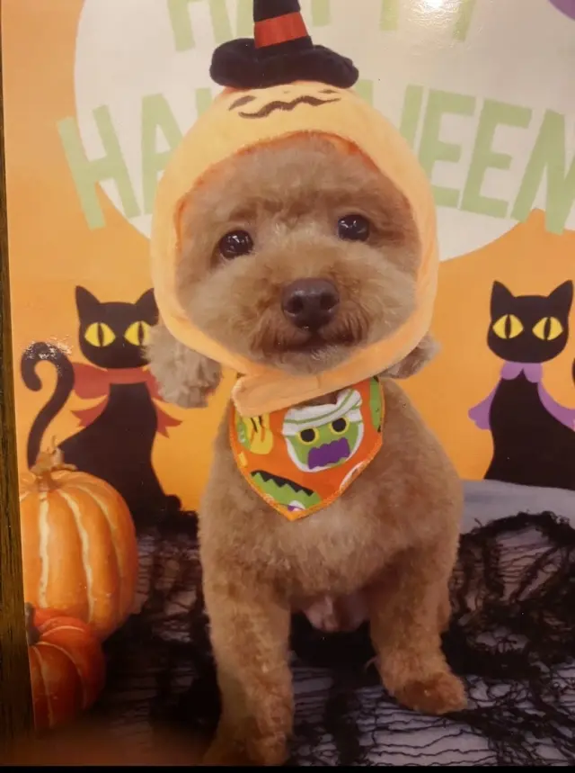 これは昨年のハロウィンのときのちーくんです✨
