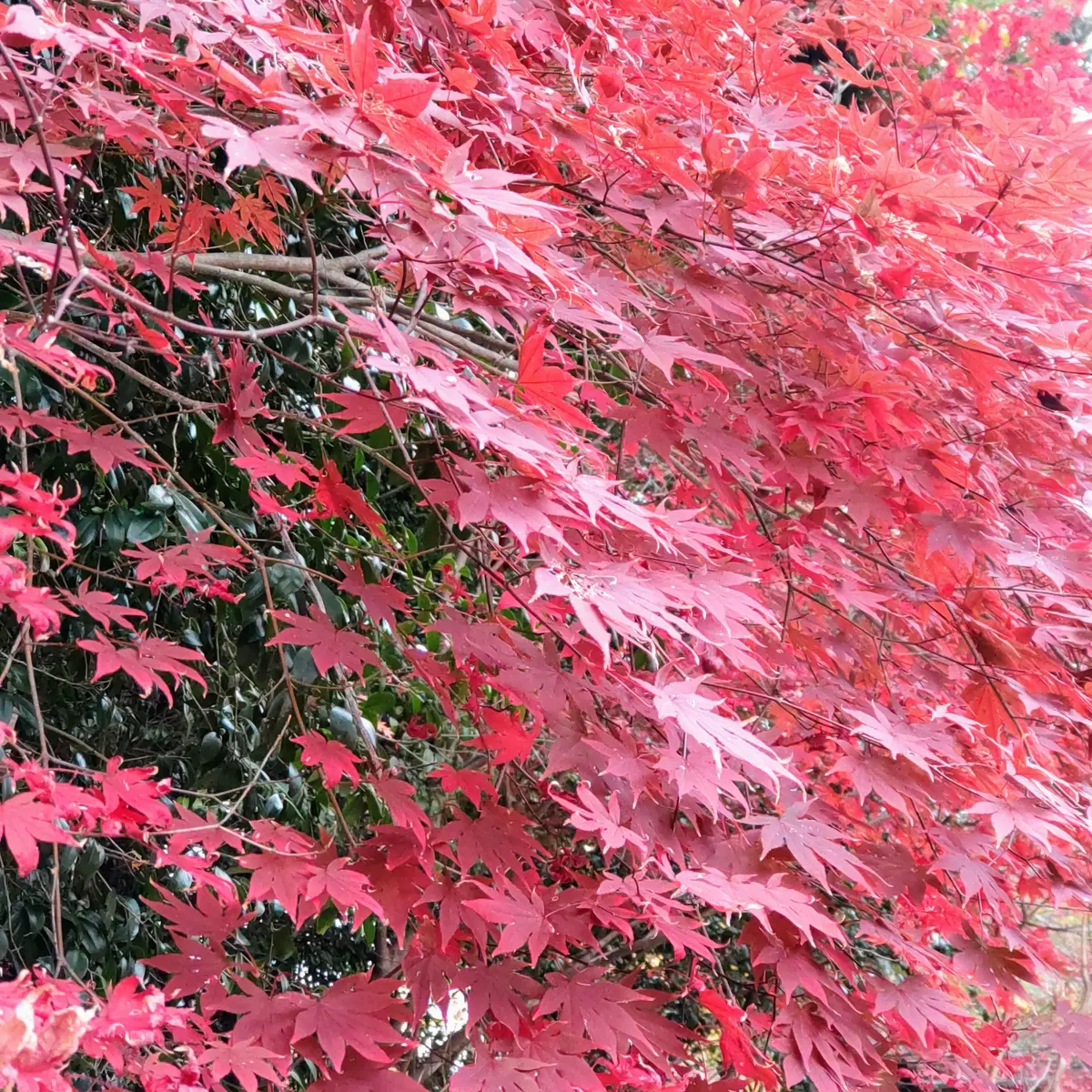 『紅葉とワッフル』の画像_1