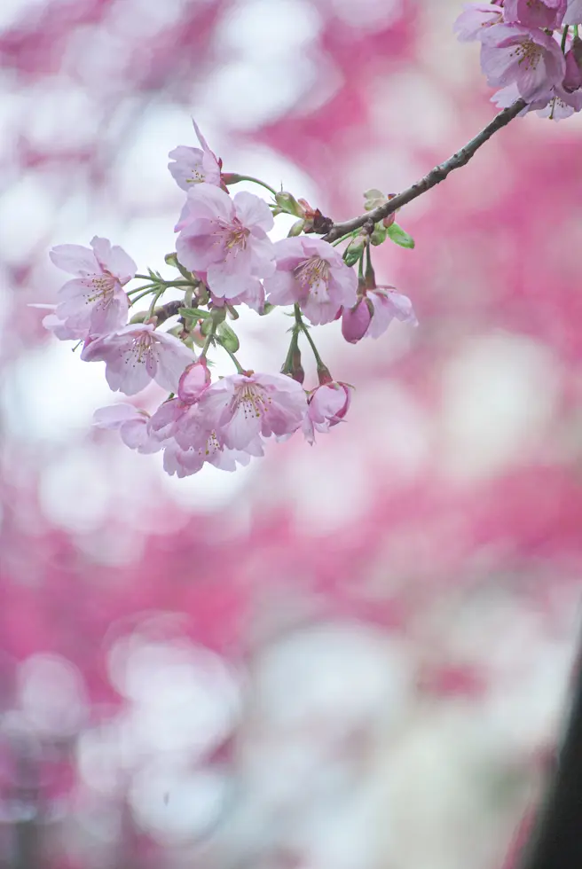 【さかぽんのもぐもぐタイム】チョコレートの画像_4