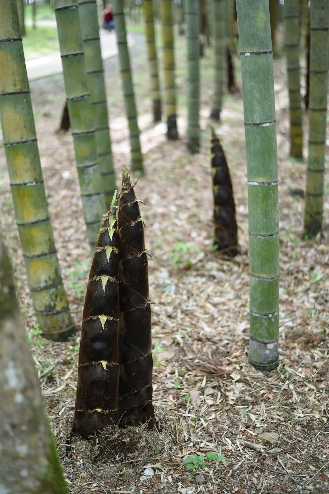 御殿場とらや工房へ♪の画像_18