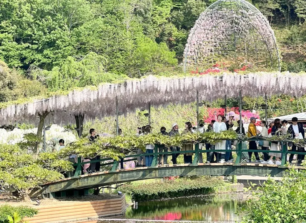 【あしかがフラワーパーク】奇蹟の大藤✨