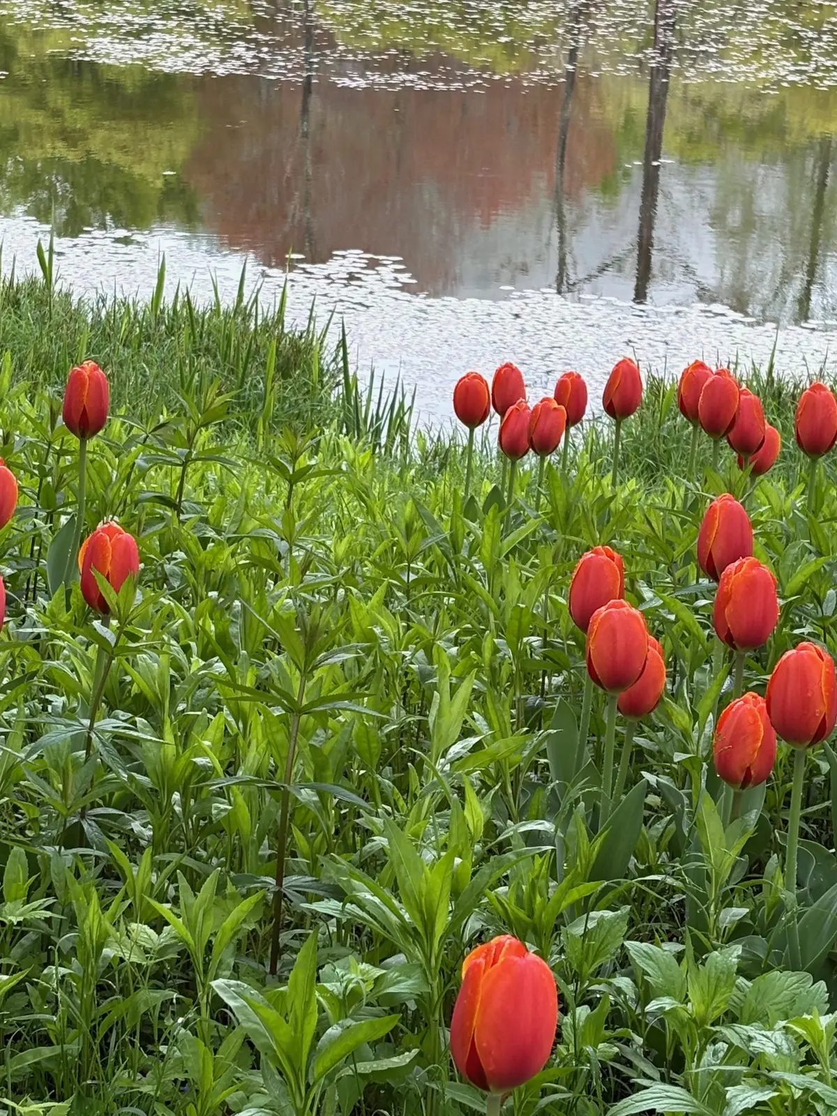 ここは日本？！新緑美しい軽井沢レイクガーの画像_4