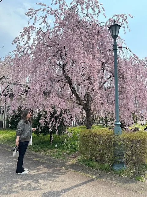 国内旅行　秋田　秋田旅行　角館　大曲　秋田犬　花火大会　武家屋敷　秋田土産　秋田銘菓　  比内地鶏　羽田空港　秋田空港　日本酒　地酒　地ビール  桜　花見 もろこし　日本三大花火　秋田駅