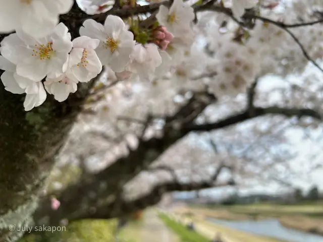 【さかぽんの冒険】前編☆もえぎ色の京都旅の画像_5
