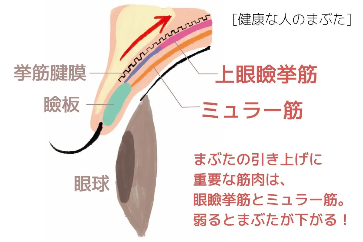 OurAge×Webエクラ　健康な人のまぶた