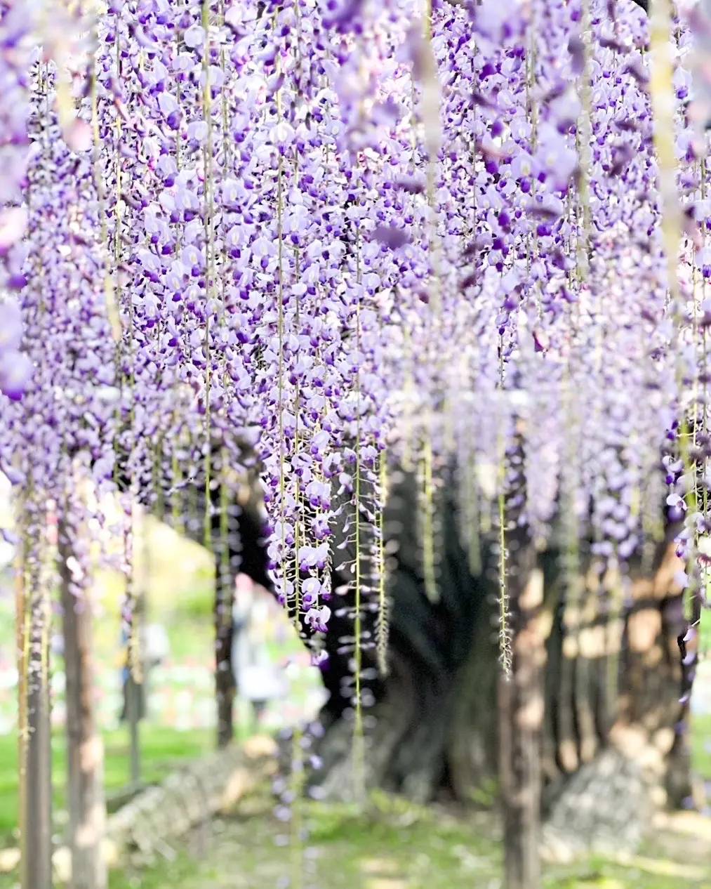 【あしかがフラワーパーク】奇蹟の大藤✨の画像_1