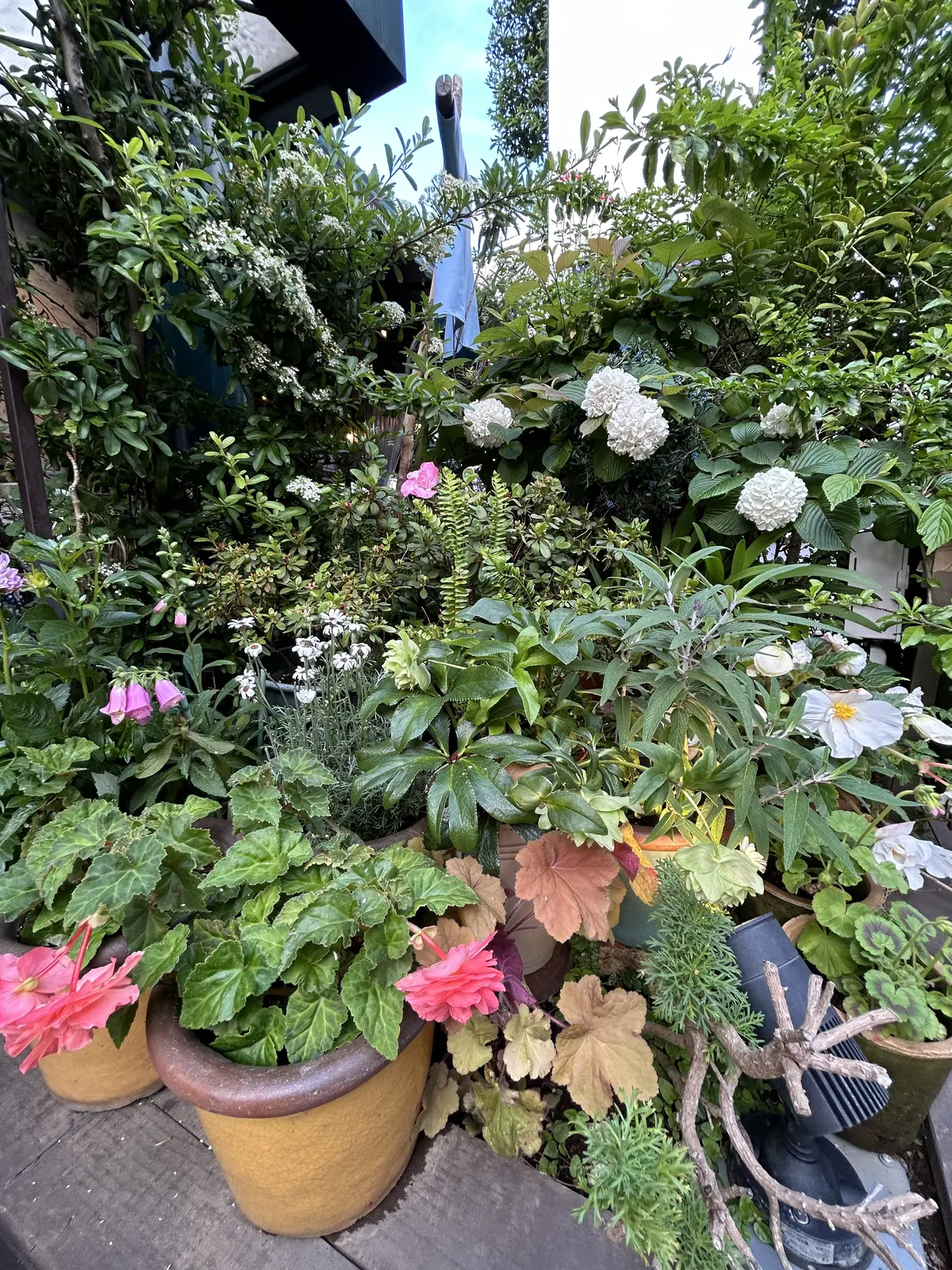 うさぎに恋して！ピーターラビットガーデンの画像_3