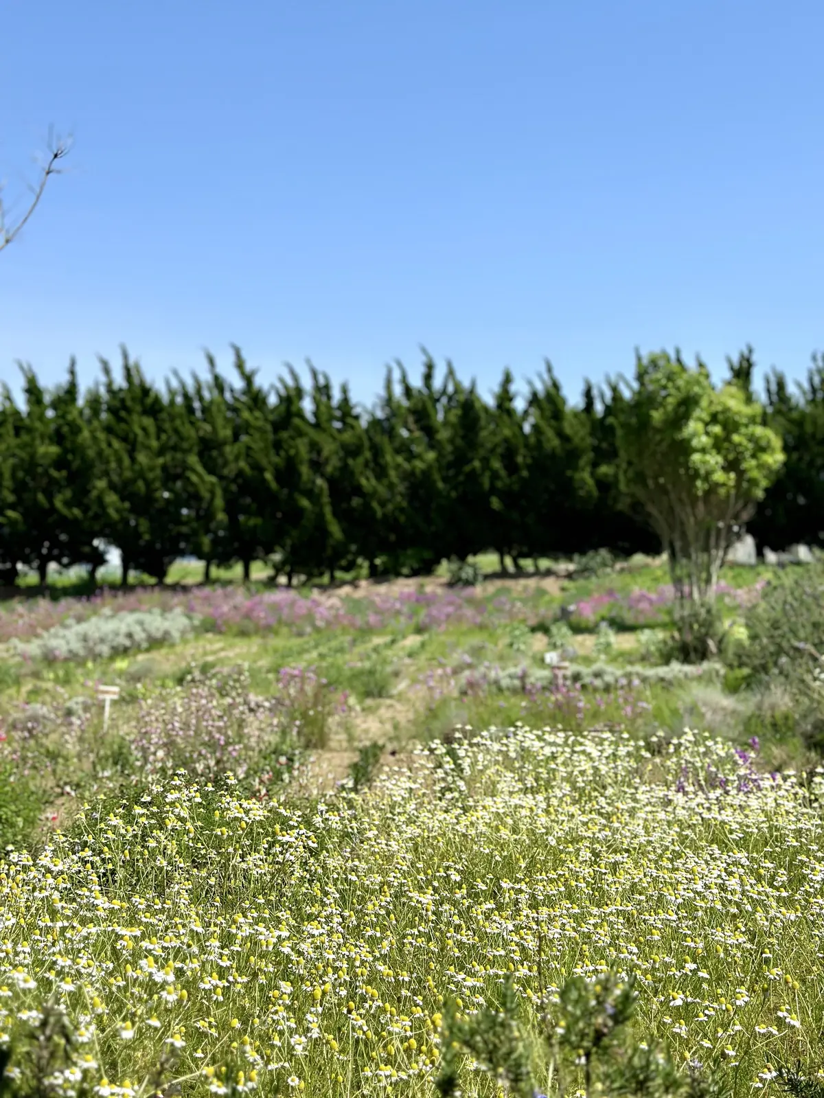 ハーブガーデンで過ごす癒しの時間♡千葉にの画像_3