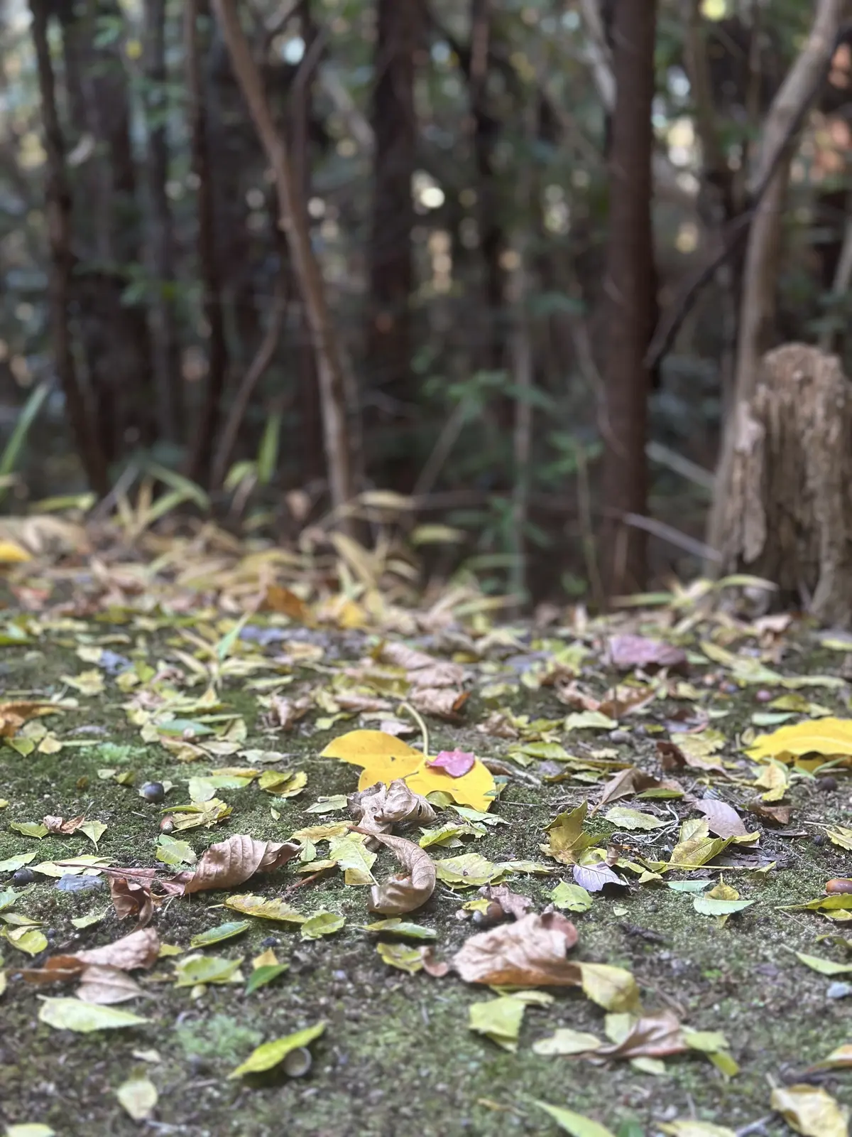 秋の好日、紅葉散る前に・・・。の画像_5