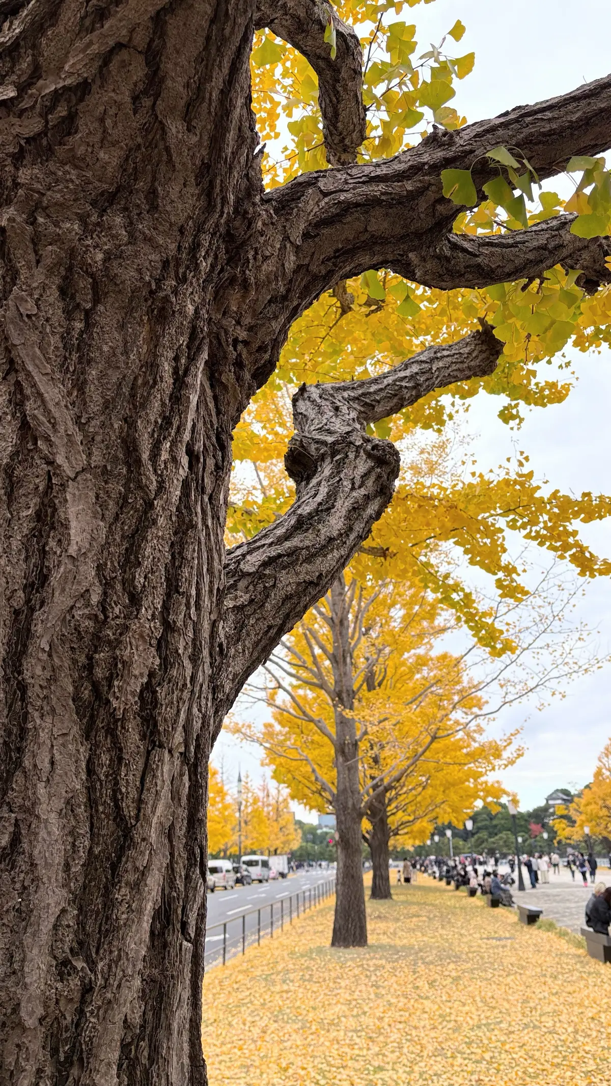 50代GUコーデ＠友人と再会ランチin東の画像_13