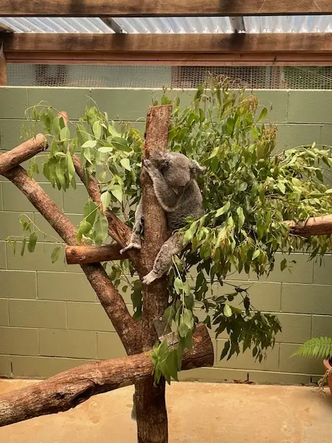 オーストラリア旅行　　キュランダへ　☆の画像_4