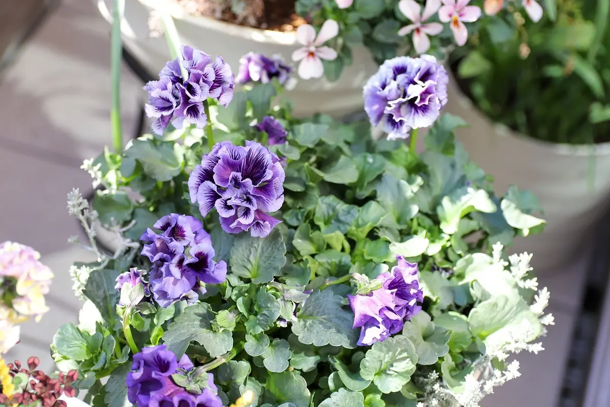 パンジー「ドラキュラ」