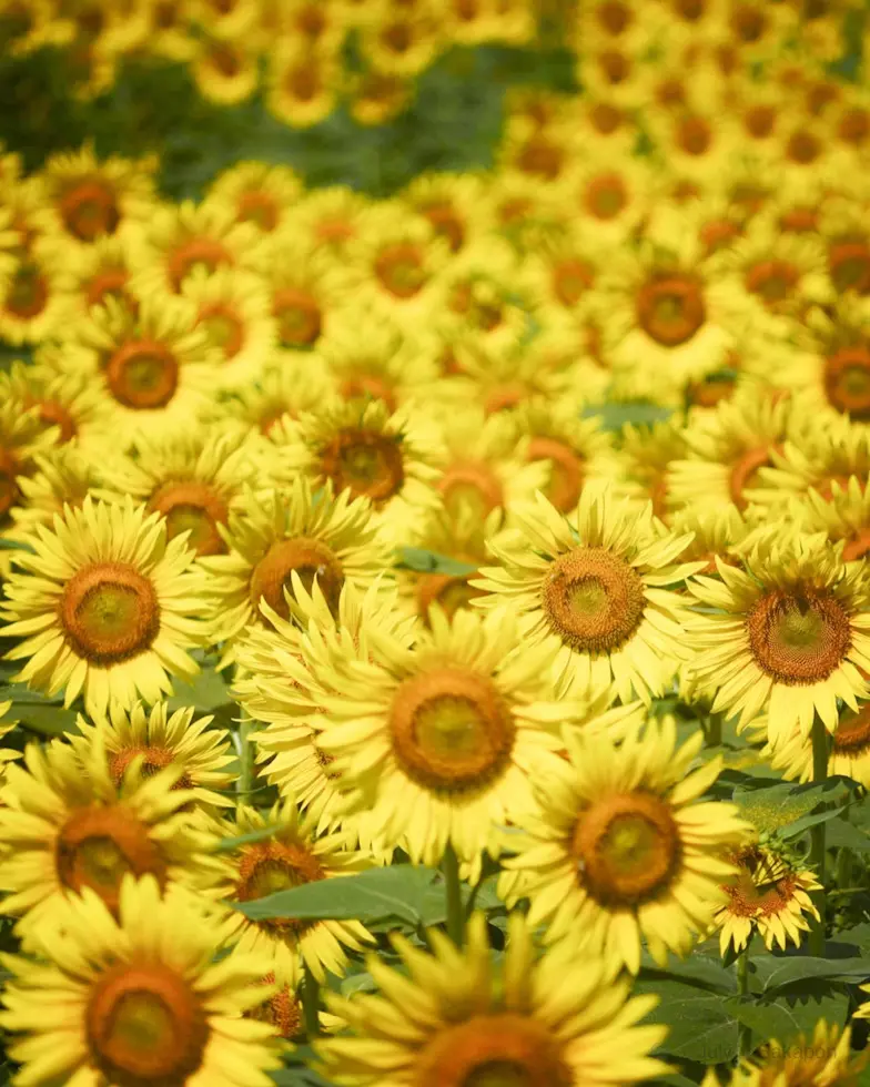 🌻ひまわりフェス🌻から、ひょっこりぽん♡の画像_3