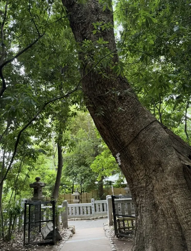 緑に染まる生田の森と赤に染まる生田神社。の画像_2