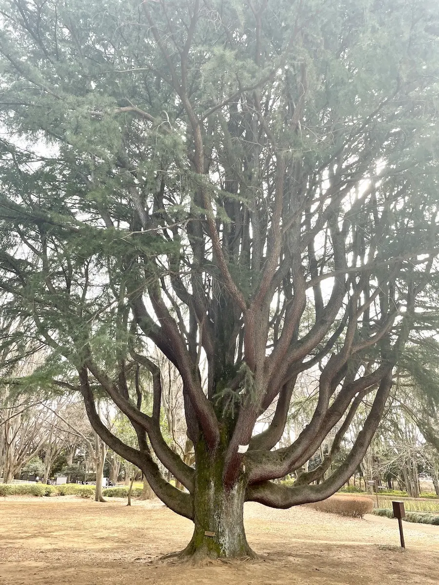 砧公園のヒマラヤ杉