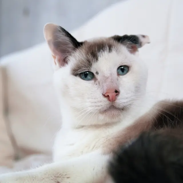 シャム朗 雑種 15歳・♂