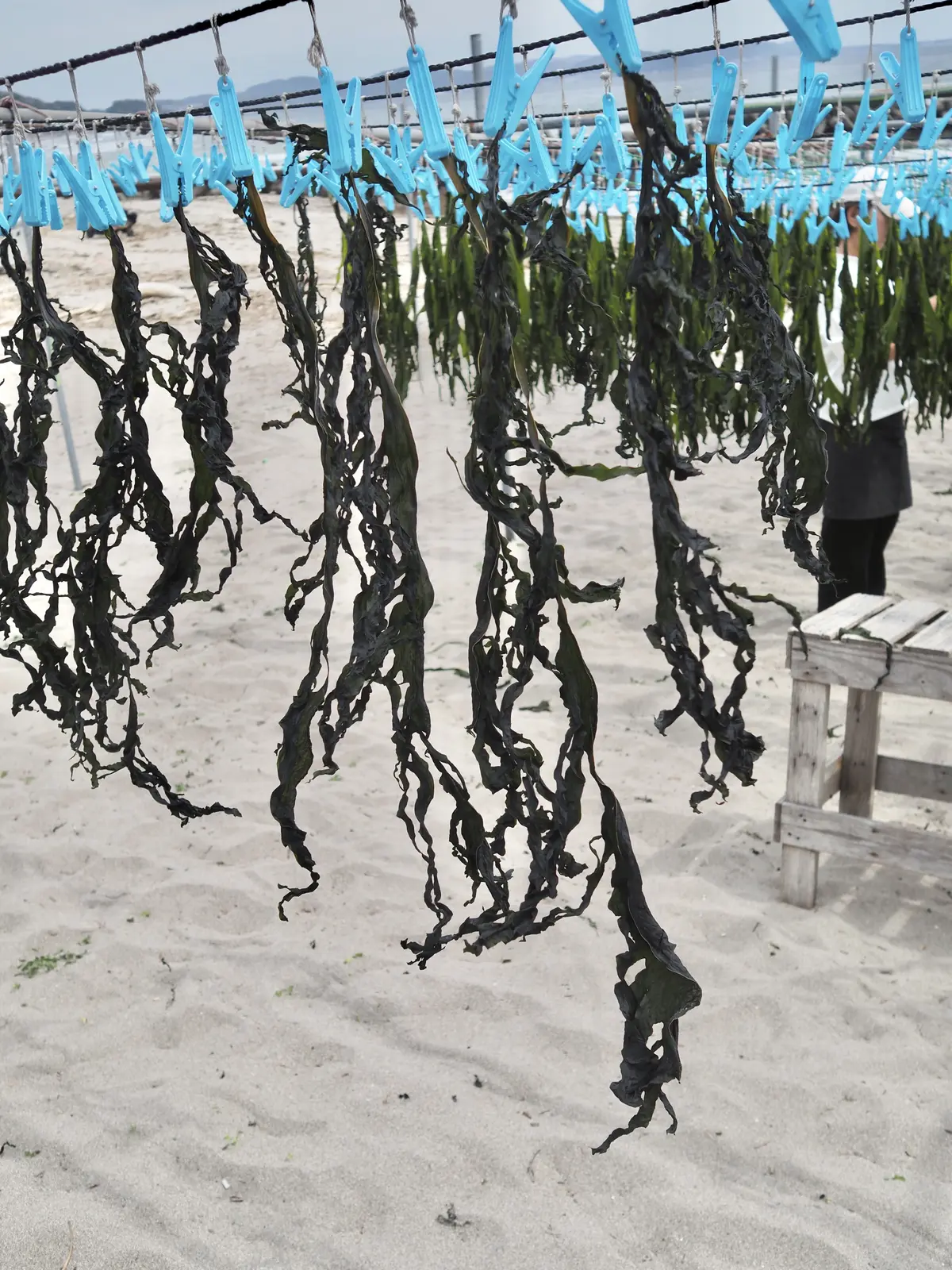 鎌倉、海の近く。桜と浜辺とパン屋さんへ朝の画像_13