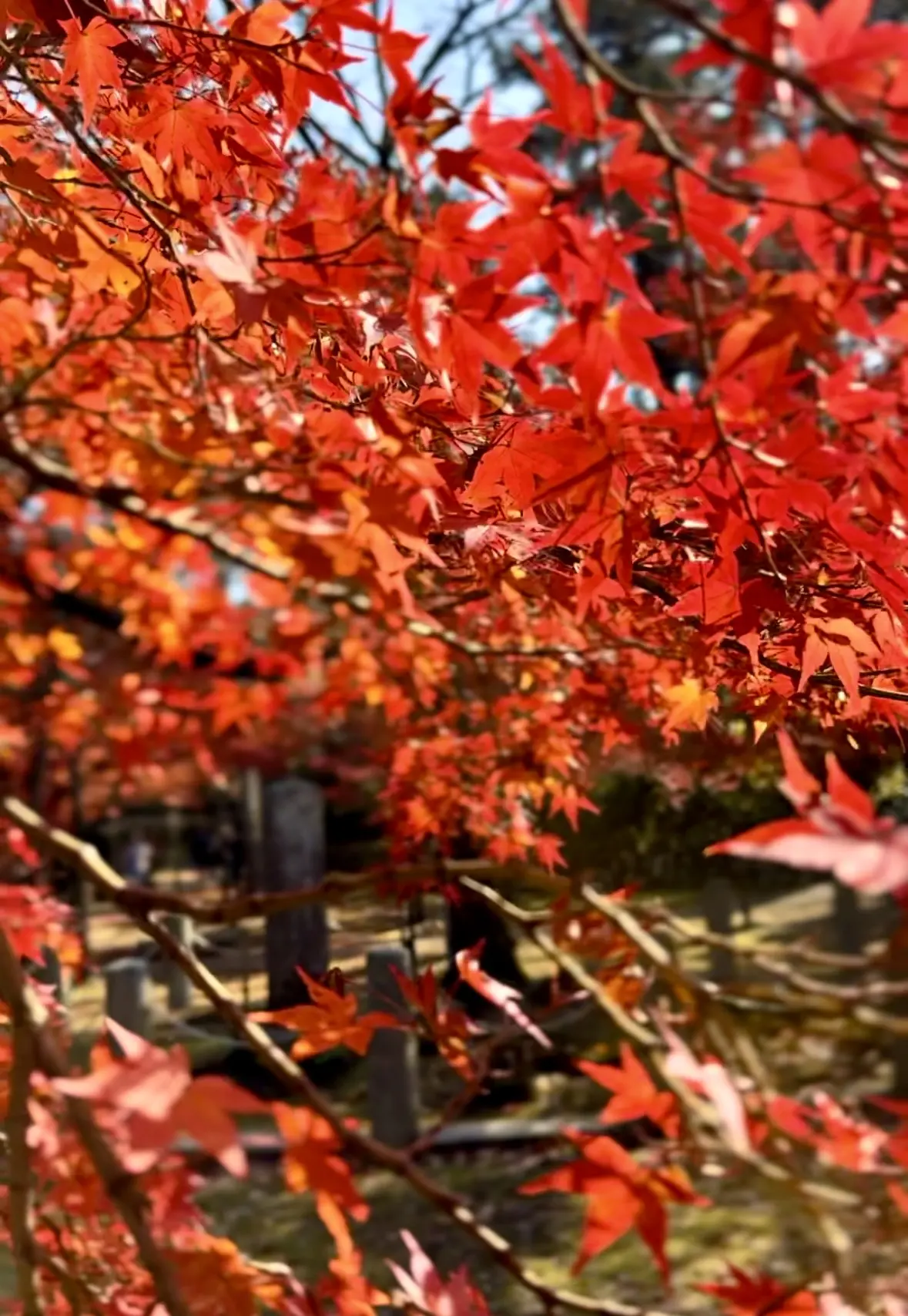 ずっと眺めていたくなる♡美しい京都紅葉2の画像_9