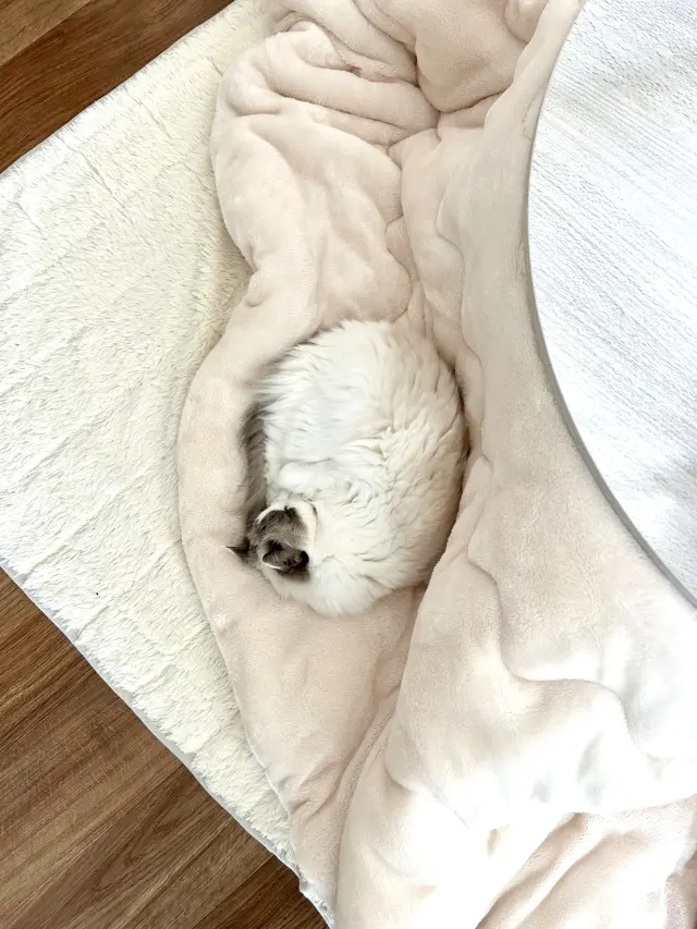 炬燵と猫（上の子?）