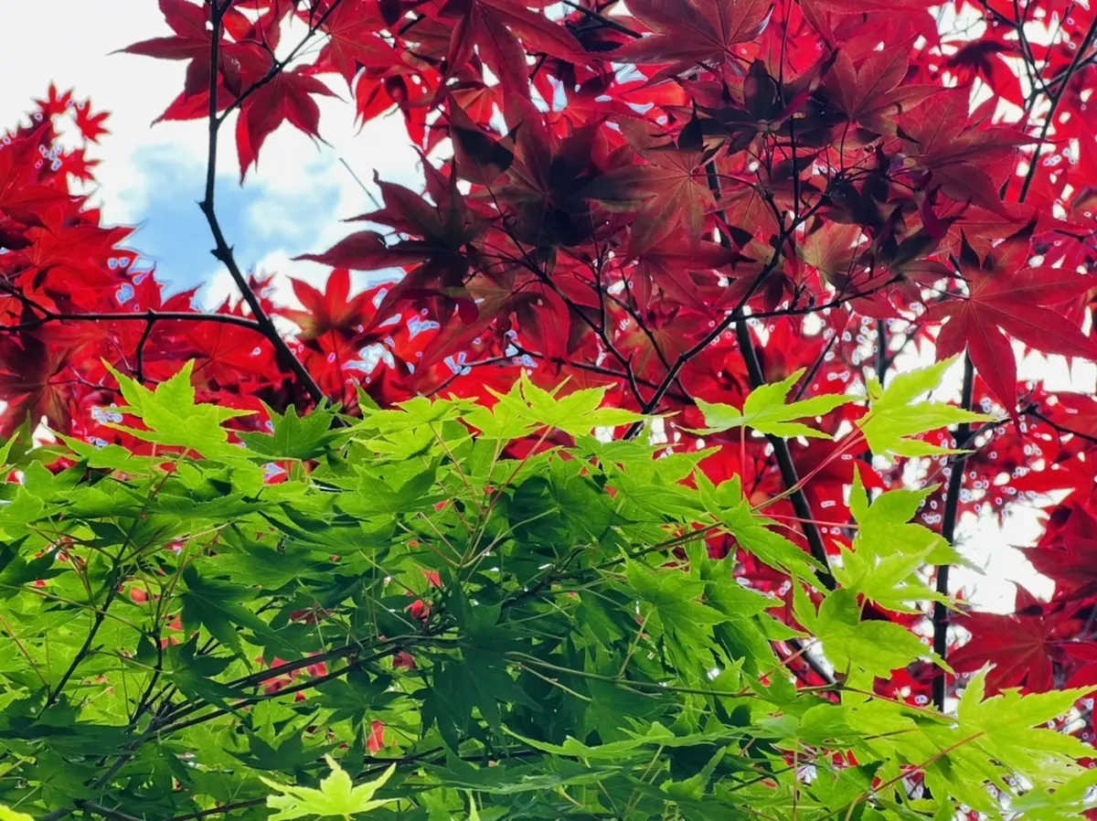 濃紫（赤）と緑のコントラスト