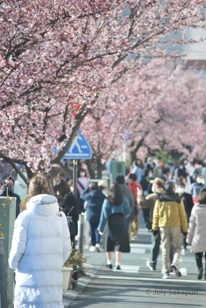 【さかぽんの冒険】早咲きのサクラ@熱海の画像_8