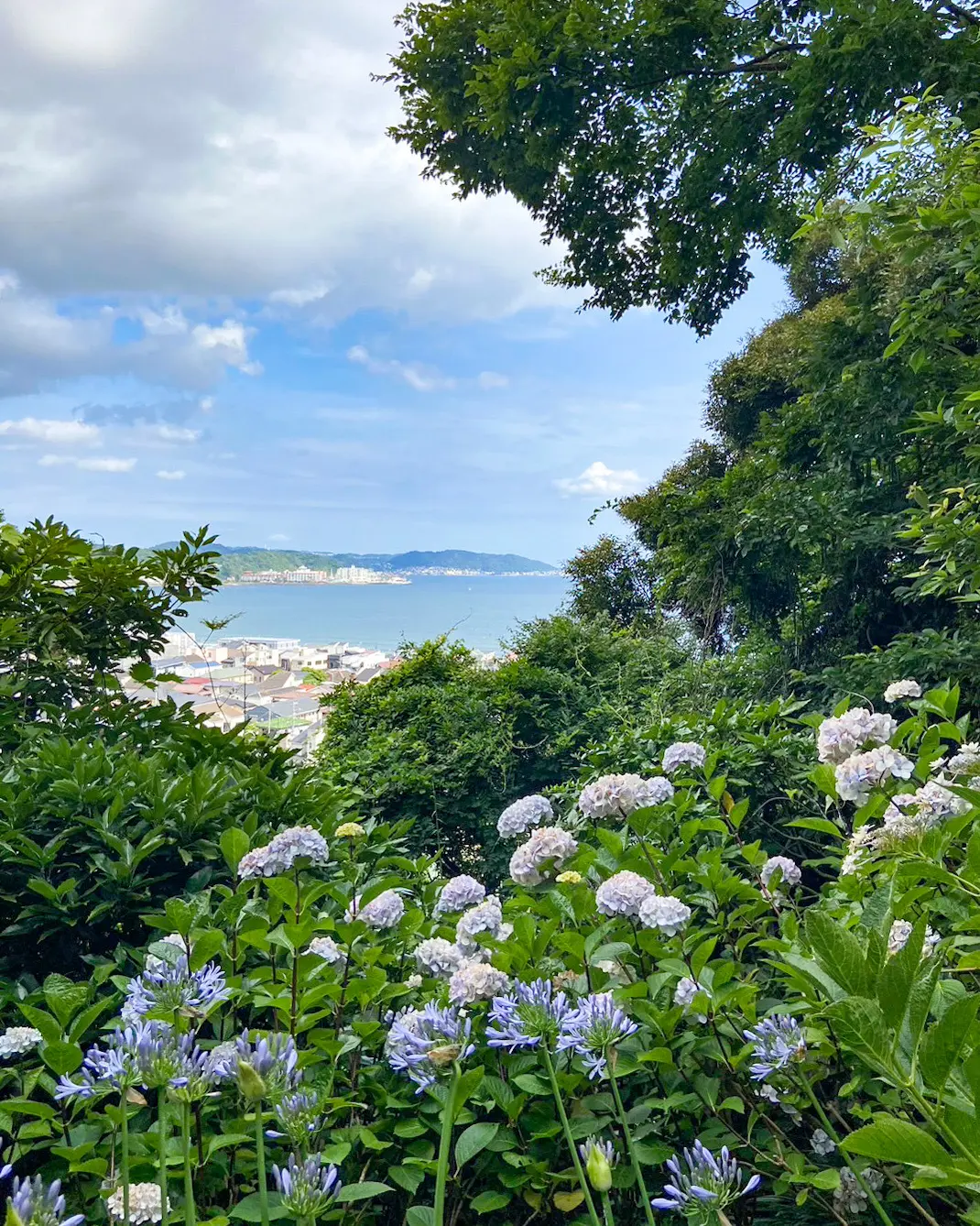紫陽花が見頃💜大人の鎌倉遠足🎵の画像_6