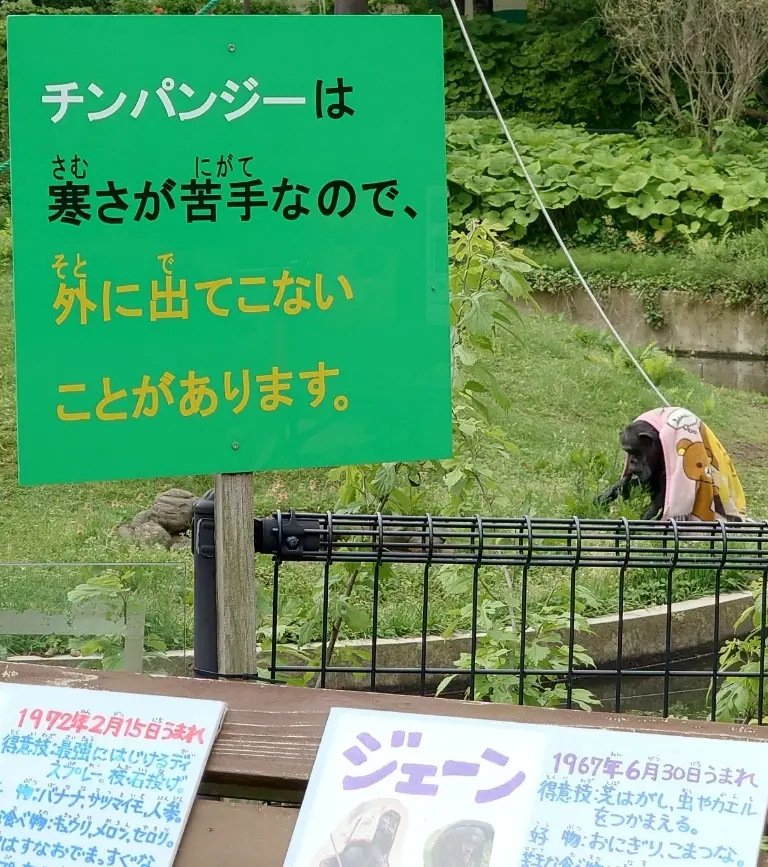 チンパンジーのジェーン