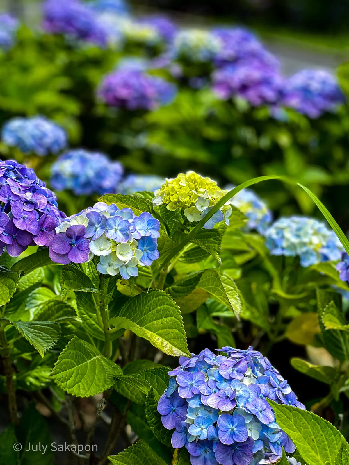 【さかぽんの冒険】朝活からの紫陽花旅☆@の画像_19