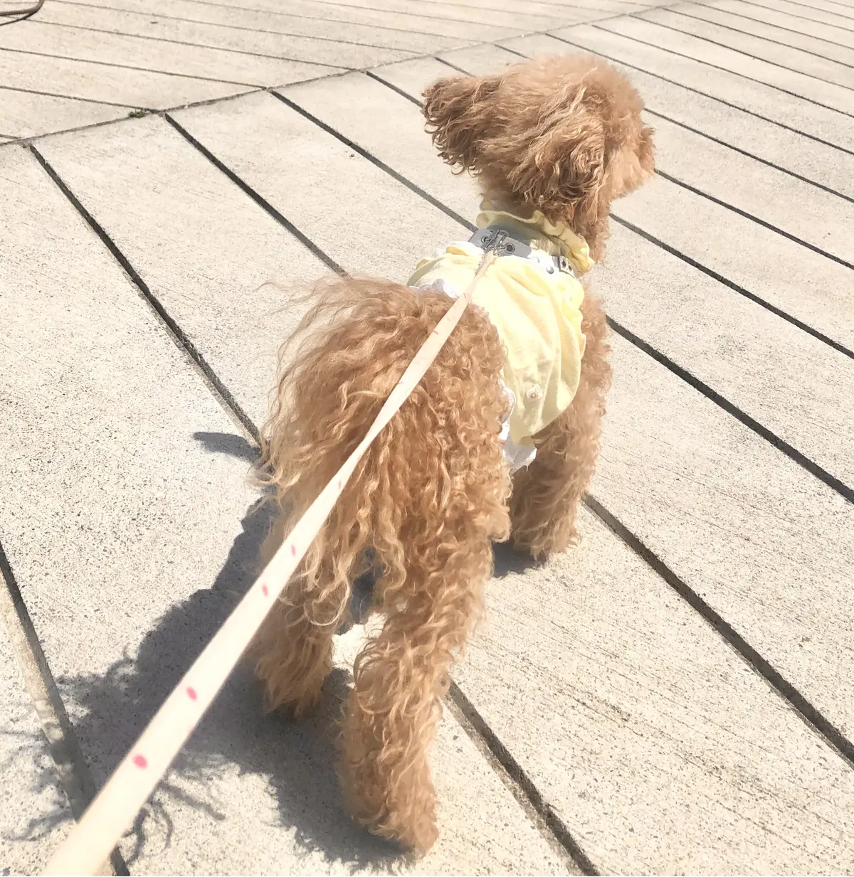 鎌倉、海の近く。桜と浜辺とパン屋さんへ朝の画像_8