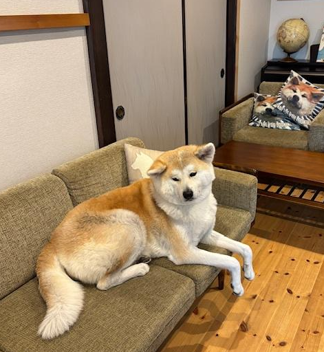 国内旅行　秋田　秋田旅行　角館　大曲　秋田犬　花火大会　武家屋敷　秋田土産　秋田銘菓　
 比内地鶏　羽田空港　秋田空港　日本酒　地酒　地ビール  桜　花見 もろこし　日本三大花火　秋田駅
